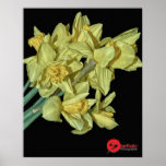 DAFFODILS POSTER
