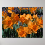 Daffodils Print
