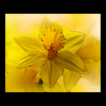 Daffodils posters