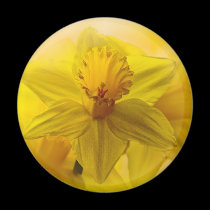 Daffodils magnets
