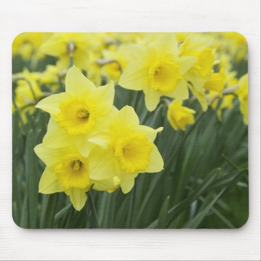 Daffodils RF) Mousemat