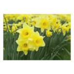 Daffodils RF) Photo Print