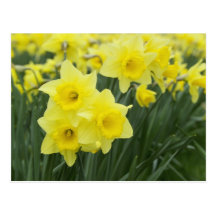 Daffodils RF) Post Cards