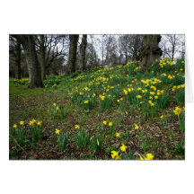 Daffodils. Sophia Gardens, Cardiff, Wales. UK