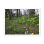 Daffodils. Sophia Gardens, Cardiff, Wales. UK Postcard