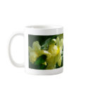 Daffodils With Water Droplets mugs