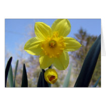 Daffy spring cards