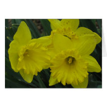 dafodil spring card