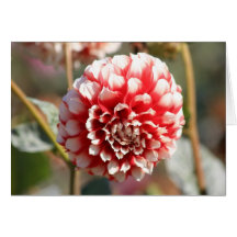 Dahlia 3 cards
