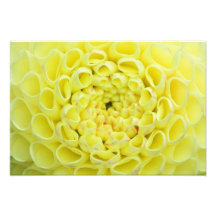Dahlia Art Photo