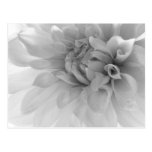 Dahlia Black & White Macro Post Cards