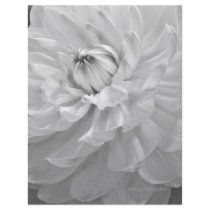 Dahlia Bloom in Black & White Flyers