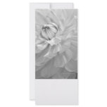 Dahlia Bloom in Black & White rack cards