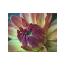 Dahlia Canvas Prints