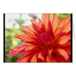 Dahlia cards