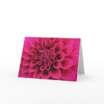Dahlia