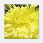 Dahlia Flower magnet Yellow Dahlia Floral