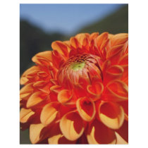 Dahlia