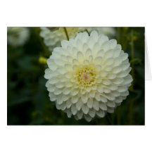 Dahlia Greeting Card | Grusskarte Dahlie