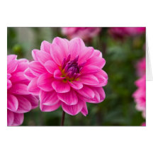 Dahlia Greeting Card | Grusskarte Dahlie
