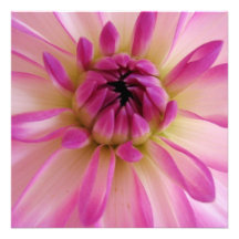 Dahlia Invitations