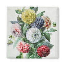 Dahlia Magnets