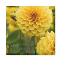 Dahlia Magnet | Magnet Dahlie