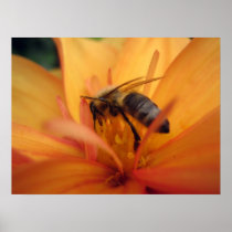 Dahlia (orange) poster