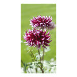 Dahlia Photo Card