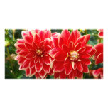 Dahlia Photo Card