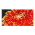 Dahlia