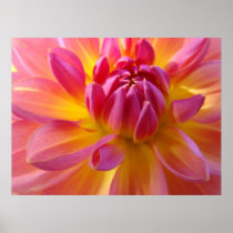 Dahlia Pink Purple Yellow Flower Art Prints Canvas