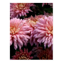 Dahlia Post Cards