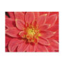 Dahlia Postcard