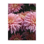 Dahlia Post Cards