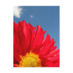 Dahlia postcards