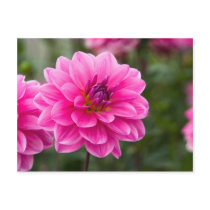 Dahlia Postcard | Postkarte Dahlie