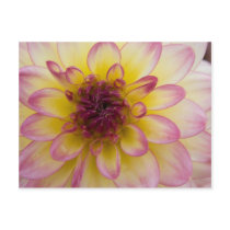 Dahlia Postcard | Postkarte Dahlie