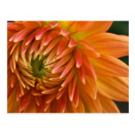 Dahlia Postcard | Postkarte Dahlie