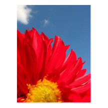 Dahlia Postcards
