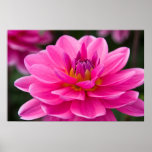 Dahlia Poster posters