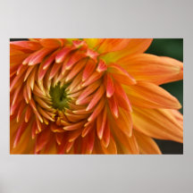 Dahlia Poster