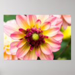 Dahlia Poster posters