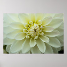 Dahlia Poster