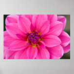 Dahlia Poster posters