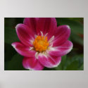 Dahlia Print