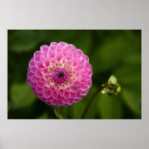 Dahlia Print