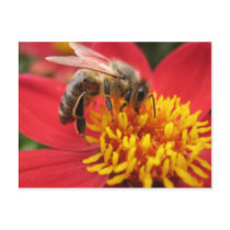 Dahlia (red) post cards