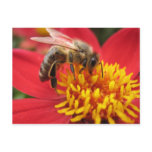 Dahlia (red) postcards