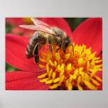 Dahlia (red) posters